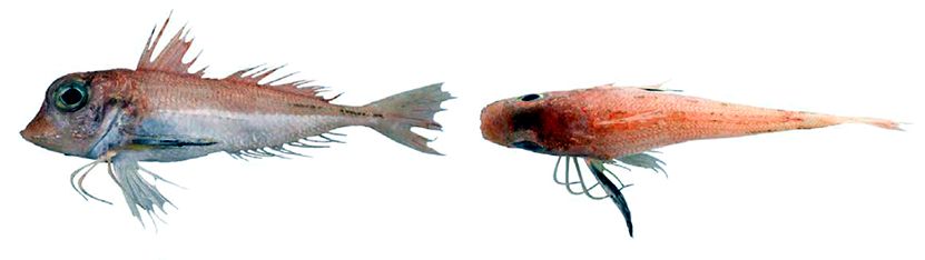 Lepidotrigla dieuzeidei_03.jpg